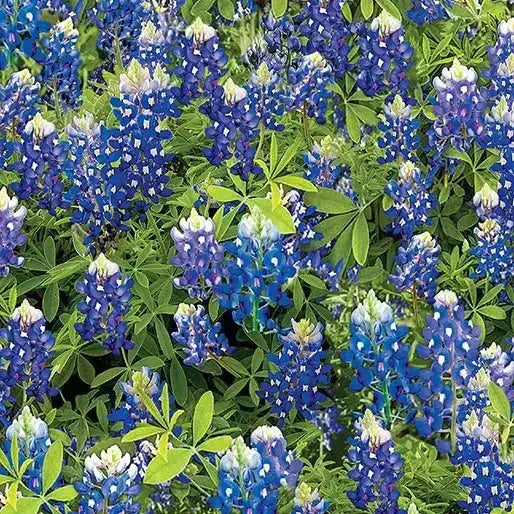 Blue Bluebonnet Flowers Cotton Wideback Fabric per yard