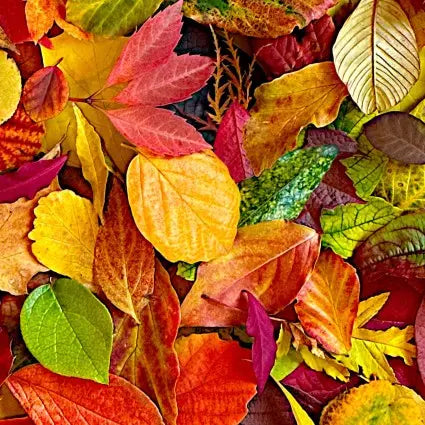 Multi All Fall Down Leaves Cotton Wideback Fabric per yard